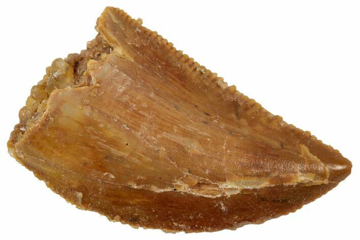 Serrated Raptor Tooth - Real Dinosaur Tooth #358018